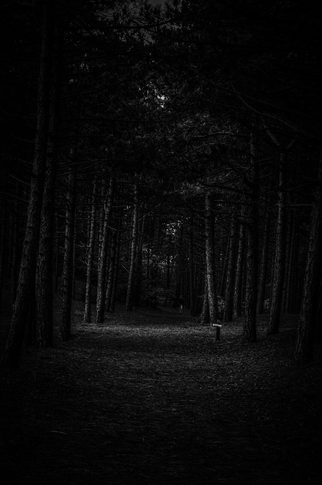 shadowy figure in forest
